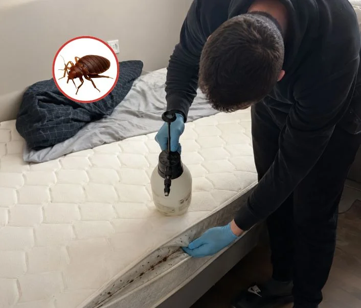 Technicien traitant un matelas contre les punaises de lit à Les Pavillons-sous-Bois